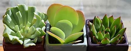Growing Through the Holidays: Houseplant Propagation & Lettuce from Seed