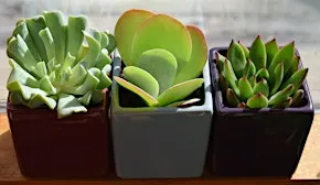 Growing Through the Holidays: Houseplant Propagation & Lettuce from Seed