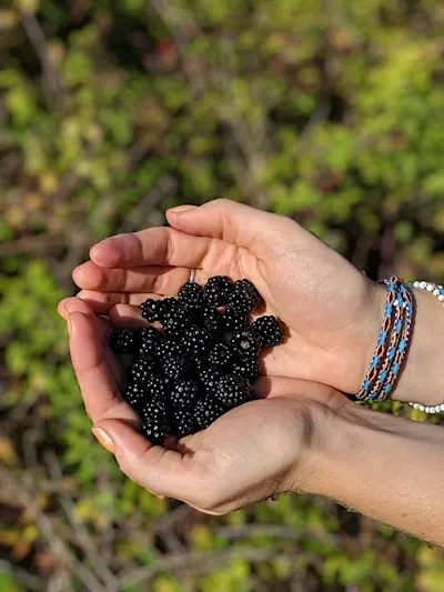 September Foraging Course - Heaton Park, Newcastle