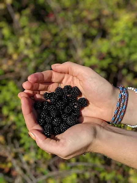 September Foraging Course - Heaton Park, Newcastle