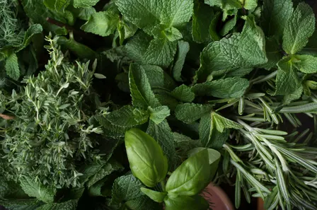 Herbal Delights Series