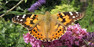 Burpee Homeschool Science Days 2026: Flight in Nature