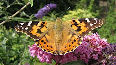 Burpee Homeschool Science Days 2026: Flight in Nature