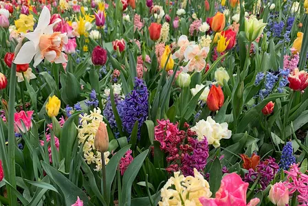 Hands‑On Fall Bulb Container Planting Workshop
