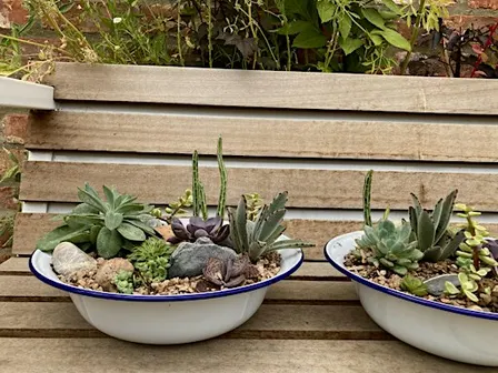 Large Indoor Succulent Planter