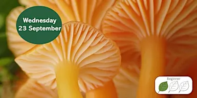 Introduction to Waxcap Grasslands