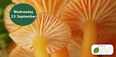 Introduction to Waxcap Grasslands
