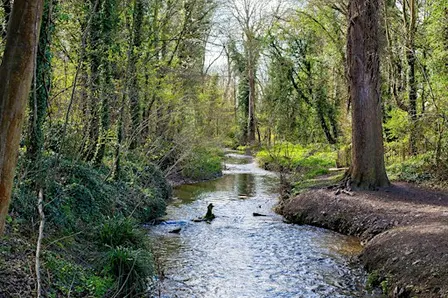 Rivers of Grace
