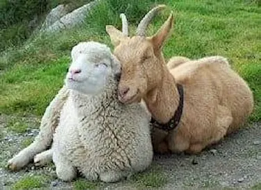 Sheep and Goat Basics: What Every New Owner Needs to Know