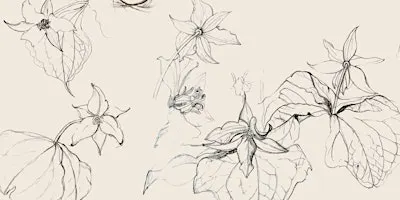 Botanical Drawing Workshops with Sarah Wry