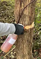 Managing Invasive Chinese Tallow Tree