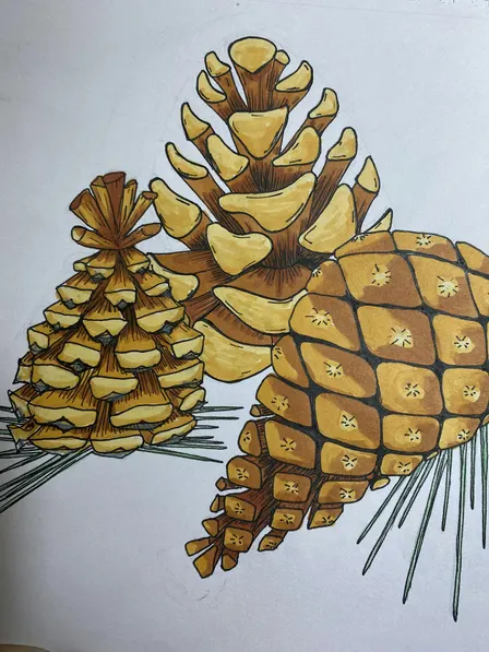 September drawing : Pinecone Study