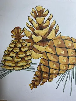 September drawing : Pinecone Study