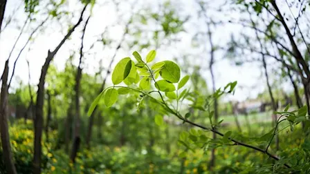 Sortie "À la découverte de la biodiversité en ville" à Mulhouse