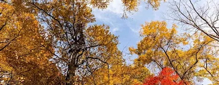 Sortie "Micro-forêt : les secrets de Miyawaki" à Mulhouse