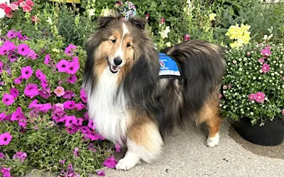 Therapy Dogs United Bark Celebration 2026