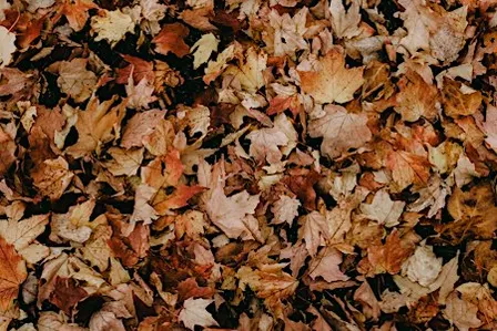 Autumn Smells: Perfume-Making Workshop (in person)