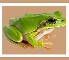 Meet the Frogs