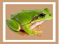 Meet the Frogs