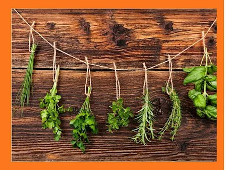 Native Culinary Herbs