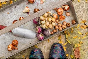 Planting Bulbs in the Fall for Spring Glory