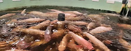Recirculation Aquaculture & Aquaponics Workshop