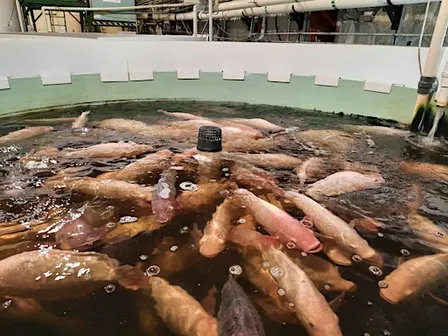 Recirculation Aquaculture & Aquaponics Workshop