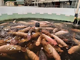 Recirculation Aquaculture & Aquaponics Workshop
