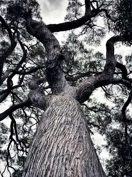 Treechitecture: The Architecture of Living Form
