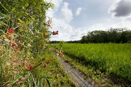 Upton Broad wildlife walk (1 October)