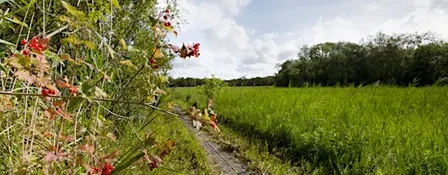 Upton Broad wildlife walk (1 October)