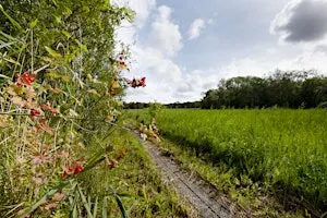 Upton Broad wildlife walk (1 October)