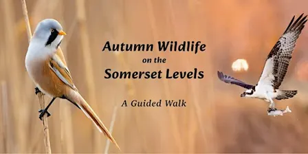 Autumn Wildlife on the Somerset Levels - A guided walk