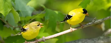 Birding 101 with Melanie at Arabia