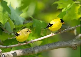 Birding 101 with Melanie at Arabia