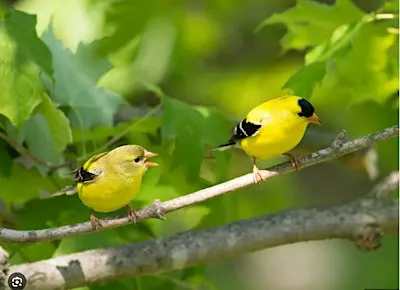 Birding 101 with Melanie at Arabia
