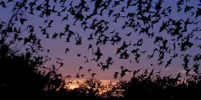 Bat Night at Kingsbury Water Park