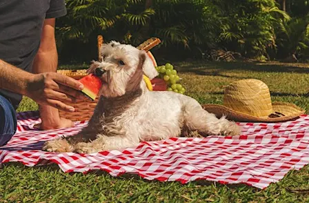 Puppy Picnic