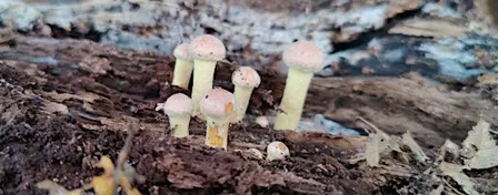Fungi Walk at Lords Bushes - Epping Forest Guided Walk