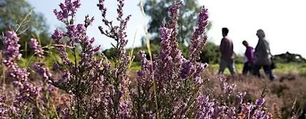 Nature Connection Walk on Bramshott Common