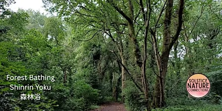 Forest Bathing+ at Allestree Park