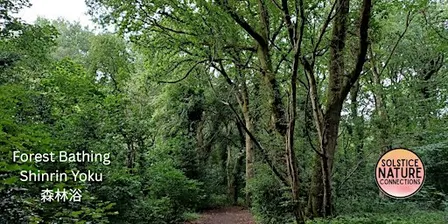 Forest Bathing+ at Allestree Park