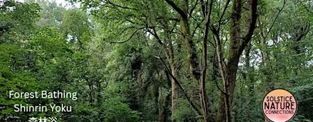 Forest Bathing+ at Allestree Park