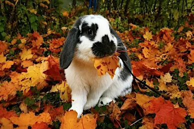 Pumpkin Patch at the Barn