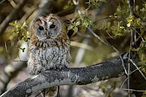 Wex Experience Day: SONY Birds of Prey | Owls & Hawk Workshop &  Photo Walk