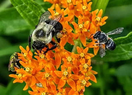Phenology Hike at Clark Nature Preserve