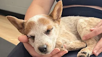 Rescue Puppy Yoga - Highland Tap & Burger
