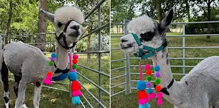 Walk, Wander & Unwind - Sunset Animal Strolls at Ark Farm this Summer