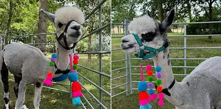Walk, Wander & Unwind - Sunset Animal Strolls at Ark Farm this Summer