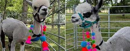 Walk, Wander & Unwind - Sunset Animal Strolls at Ark Farm this Summer